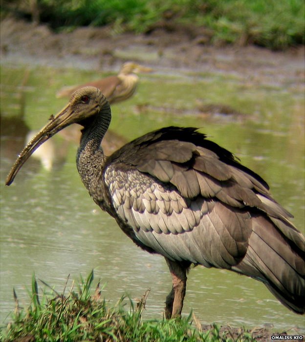 giant-ibis.jpg