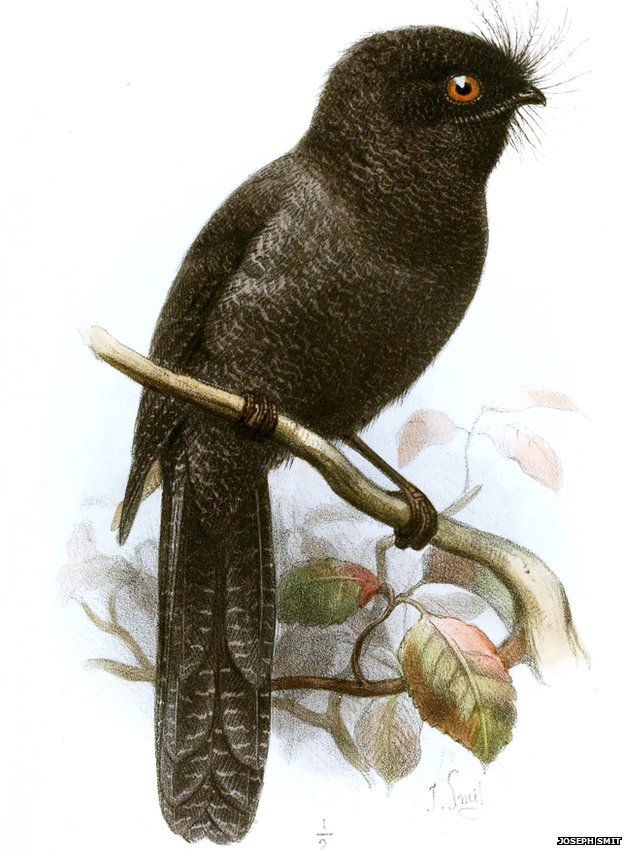new-caledonian-owlet-nightjar.jpg