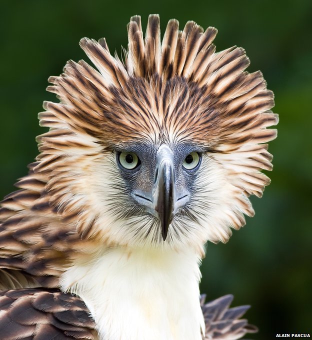 philippines-eagle.jpg