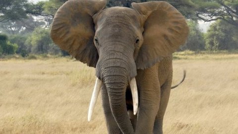 African elephants endangered species illegal poaching ivory trade