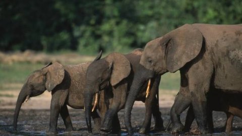 Endangered African Forest Elephants