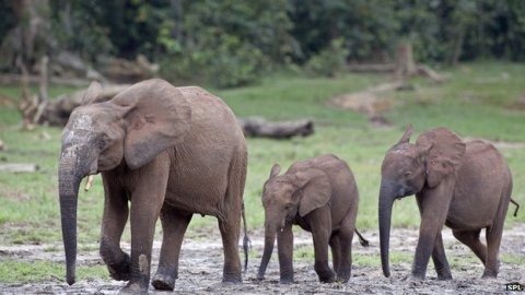 African forest elephant and calves