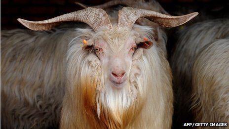 Cashmere-goat