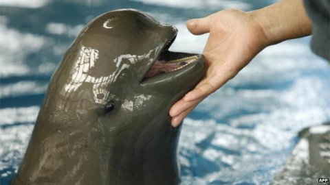 critically endangered finless porpoise yangtze river china