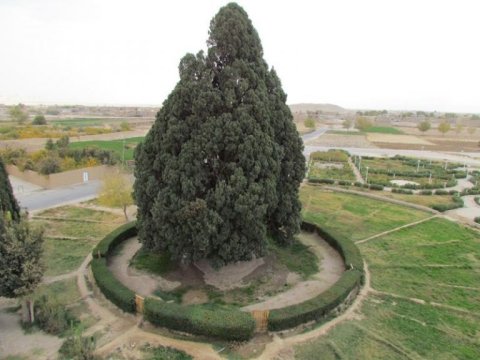 Cypress of Abarkuh in Iran