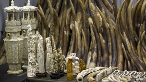 illegal poaching ivory trade China killing endangered african elephant