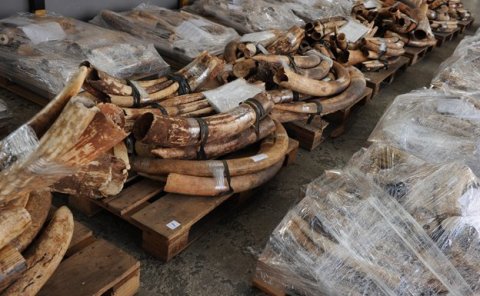 illegal ivory china 2012