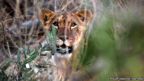 lion cub Nigeria