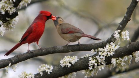 Male and female songbirds in the Spring