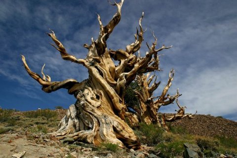 Methuselah 5000 years old bristlecone pine tree White Mountains Inyo Nationa Forest California