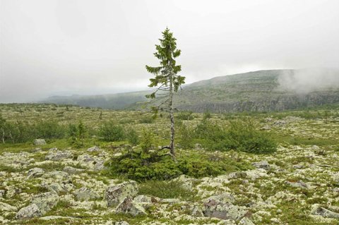 Old Tjikko Norway spruce tree Fulufjället Mountain Dalarna province Sweden - 9500 years old - world's oldest tree