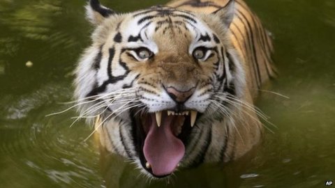 Royal Bengal Tiger India faces extinction.