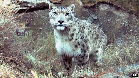 sonw leopard threatened by Cashmere goat increase