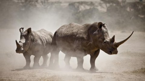 white rhinos kenya