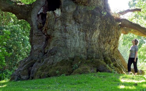 widest tree LLANGERNYW YEW in WALES - 4000 years old