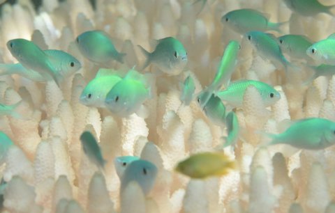 Fish swim amid bleached coral near Lizard Island, Australia, Great Barrier Reef