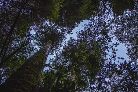 Alerce_Milenario_or_Gran_Abuelo_cypress_tree_Fitzroya_Cupressoides_Andes_Mountains_South_America - 3640 years old