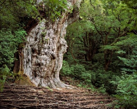 JŌMON SUGI Cryptomeria Tree Yakushima Japan - 2000 years old