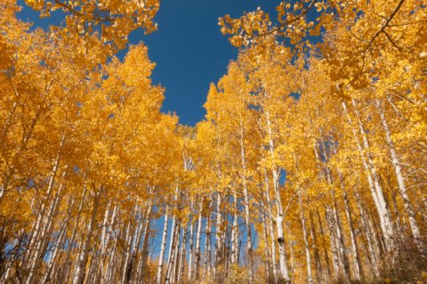 Pando The Trembling Giant Quaking Aspen Utah - 1 million years old